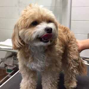 よろしくミックス