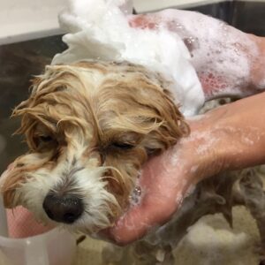 シャンプーミックス