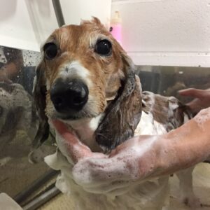 シャンプーダックス