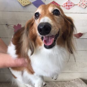 仕上がりダックス