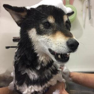 シャンプーしば