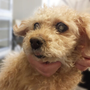 よろしくトイプー