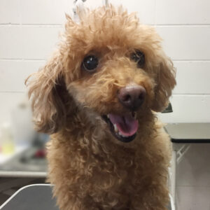 よろしくトイプー