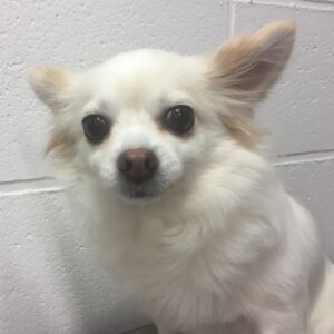 よろしくチワワ