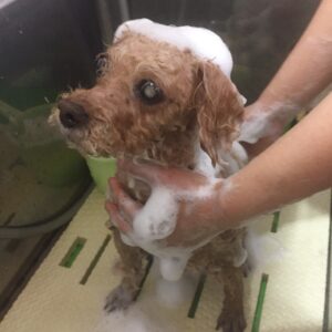 シャンプートイプー