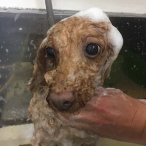 シャンプートイプー