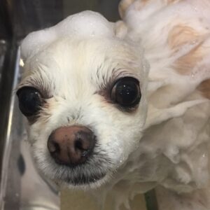 シャンプーチワワ