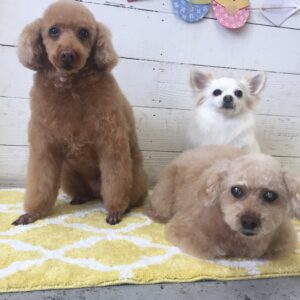 仕上がりトイプー&チワワ