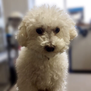 よろしくトイプー