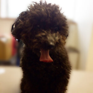 よろしくトイプー