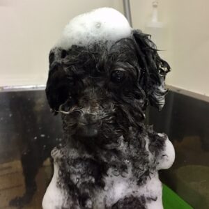 シャンプートイプー