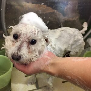 シャンプートイプー