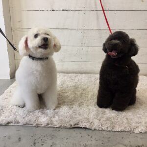 仕上がりトイプー