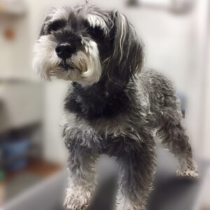 よろしくMシュナ