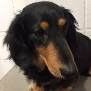 よろしくダックス