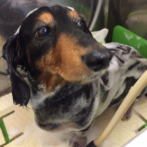 シャンプーダックス