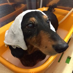 お風呂ダックス