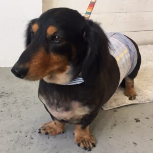 仕上がりダックス