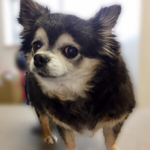 よろしくチワワ