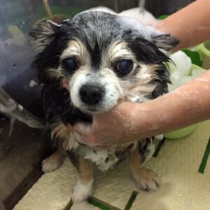 シャンプーチワワ