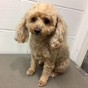 よろしくトイプー