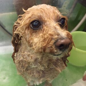 シャンプートイプー