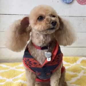 仕上がりトイプー