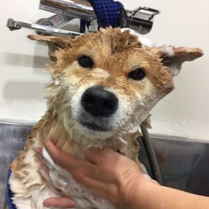 シャンプーしば