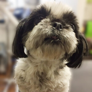 よろしくシーズー