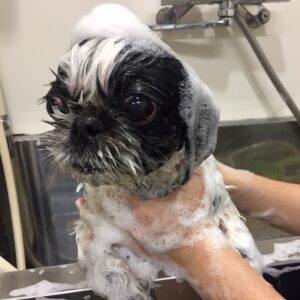 シャンプーシーズー