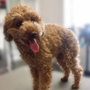 よろしくトイプー