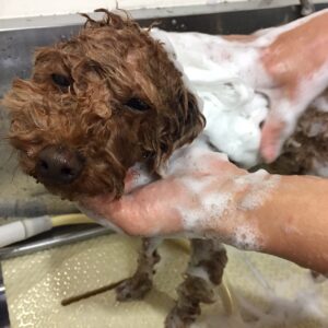 シャンプートイプー