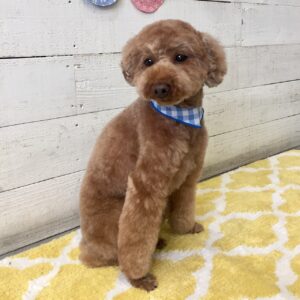 仕上がりトイプー