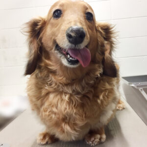 よろしくダックス