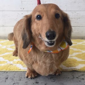 仕上がりダックス