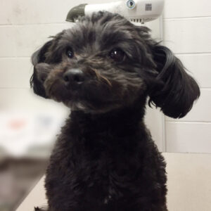 よろしくミックス