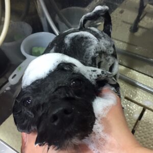 シャンプーミックス