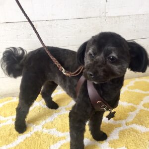 仕上がりミックス