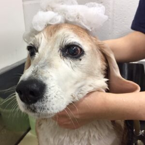 シャンプービーグル