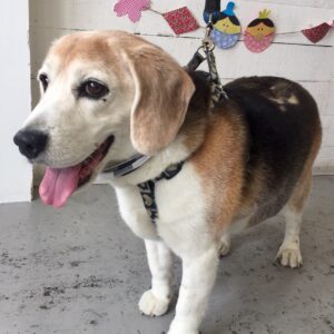 仕上がりビーグル