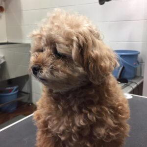 小夏ちゃんカット前