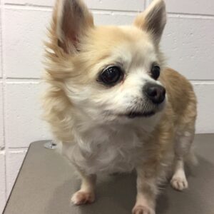 よろしくチワワ