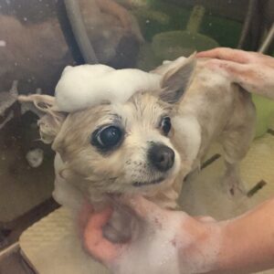 シャンプーチワワ