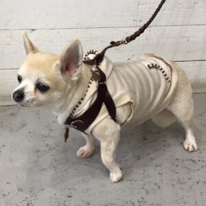 仕上がりチワワ