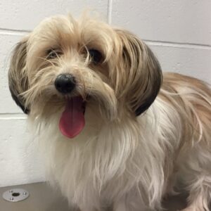 よろしくミックス