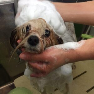 シャンプーミックス