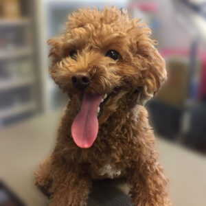 よろしくトイプー