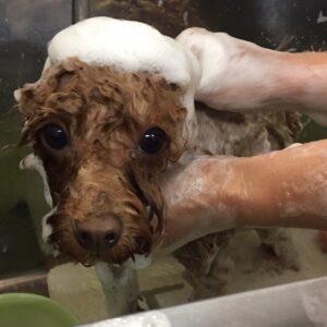 シャンプートイプー