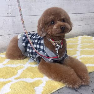 仕上がりトイプー