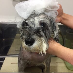 シャンプーMシュナ